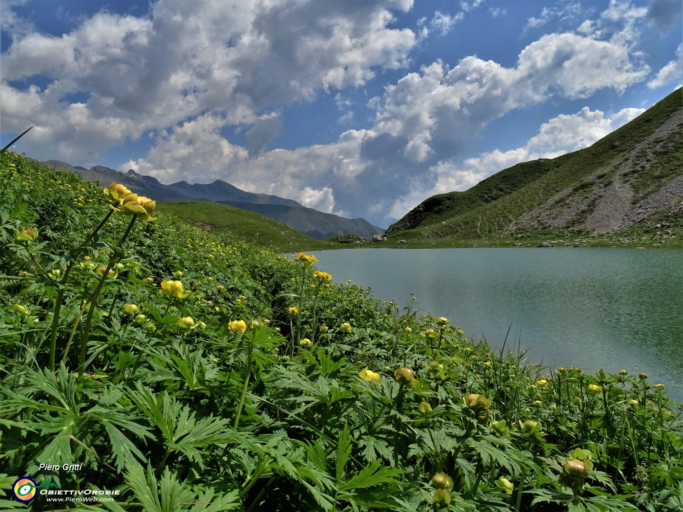 52 Distese di  Trollius europaeus (Botton d'oro) sulla riva del lago .JPG